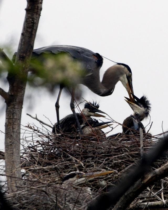 Feeding Time