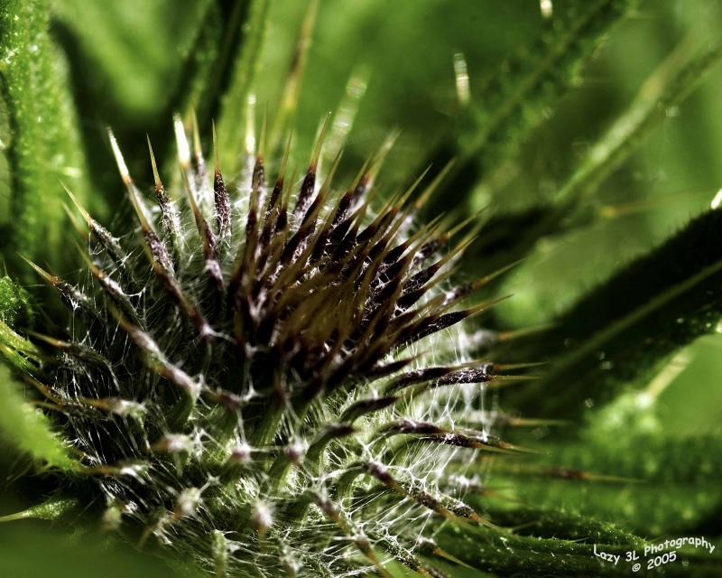 Prickley