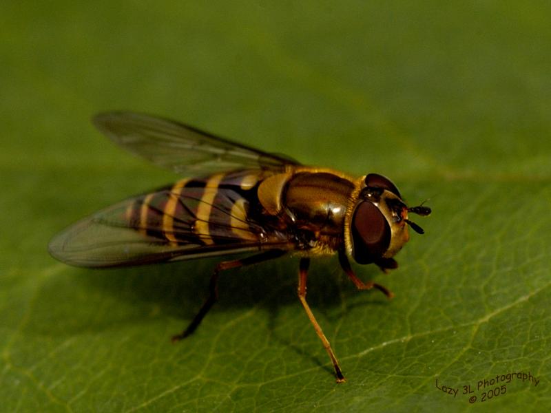 Hoverfly