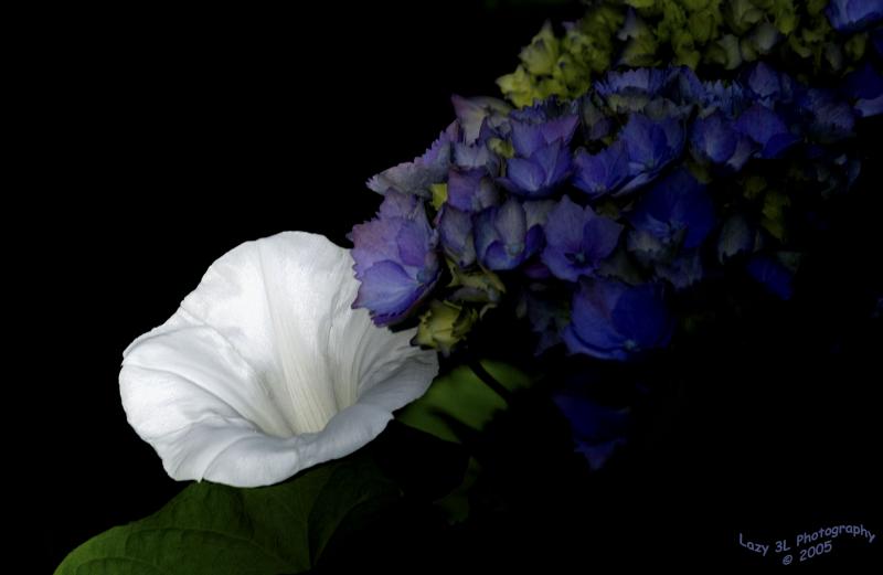Morning Glory and Hydrangea