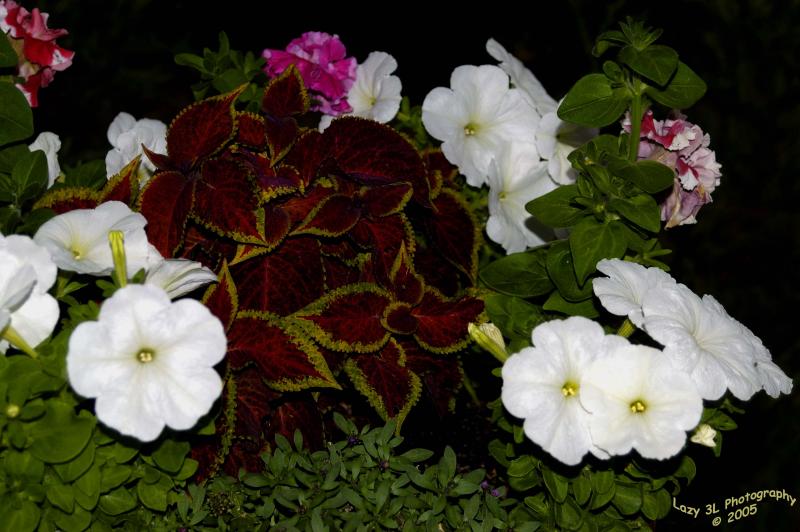 Flowers<br>June 26