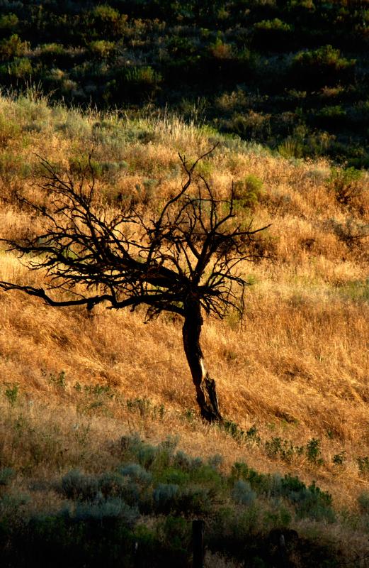 Lone Tree Sunset<br>June 30