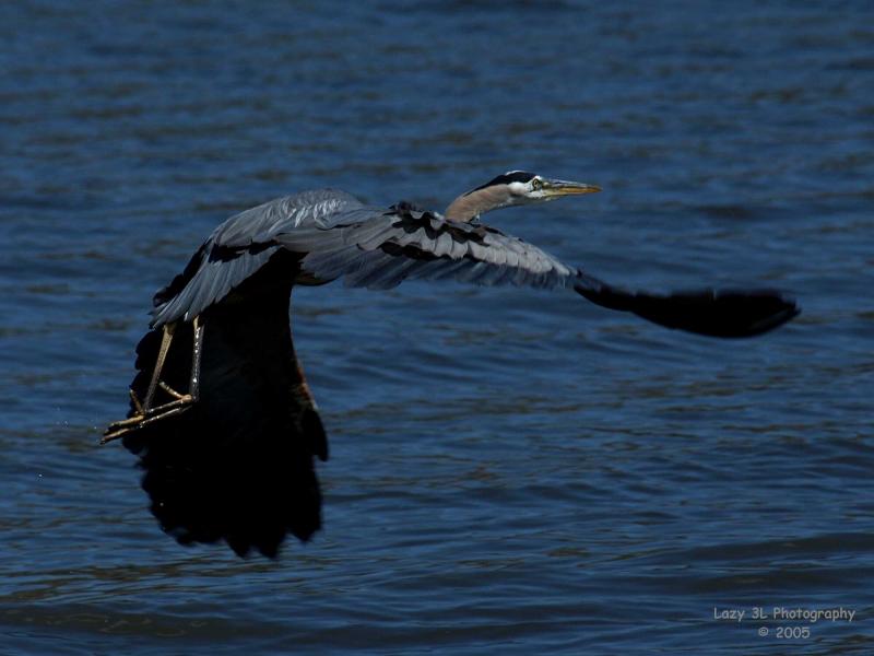 Blue Heron in Flight