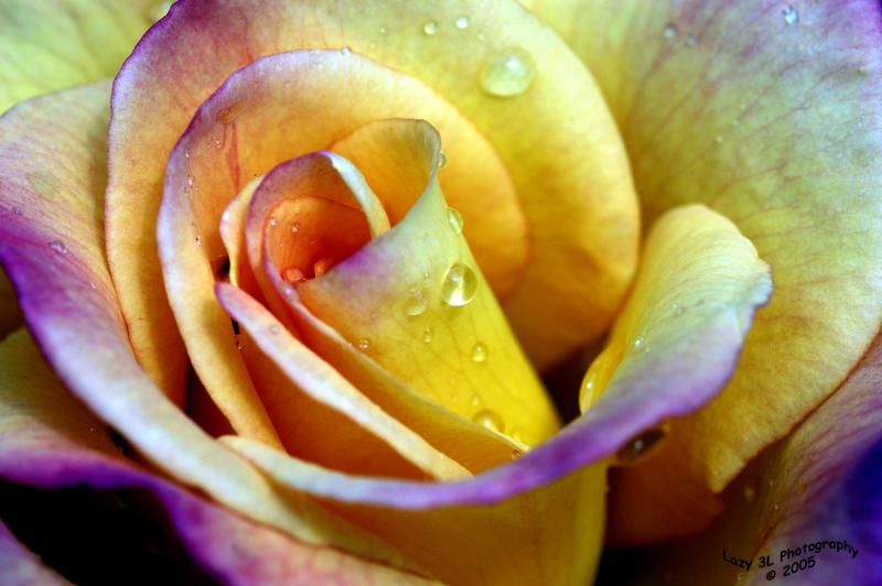 Raindrops on a Rose