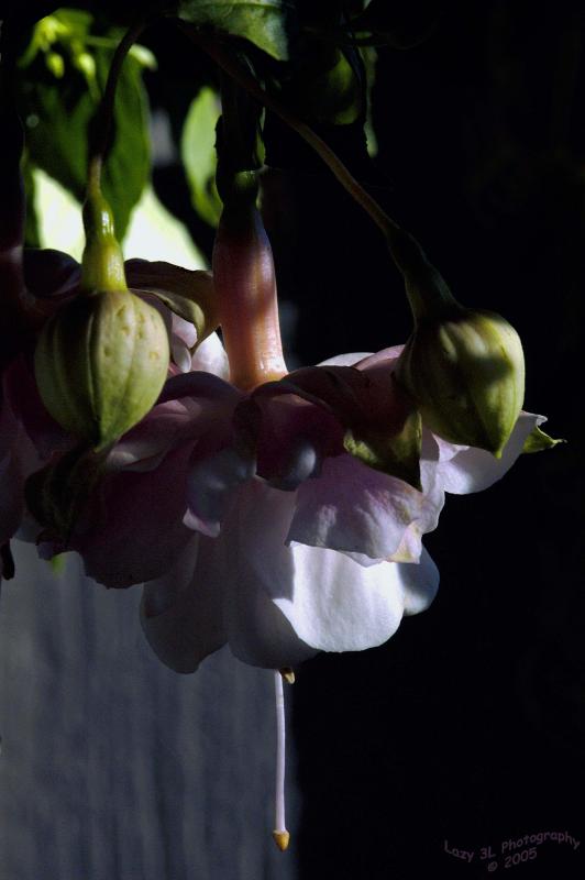 Late Afternoon Fuchsia<br>July 16