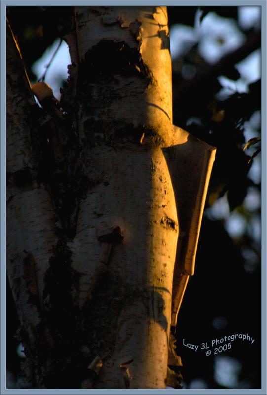 Sunset Birch<br>July 26