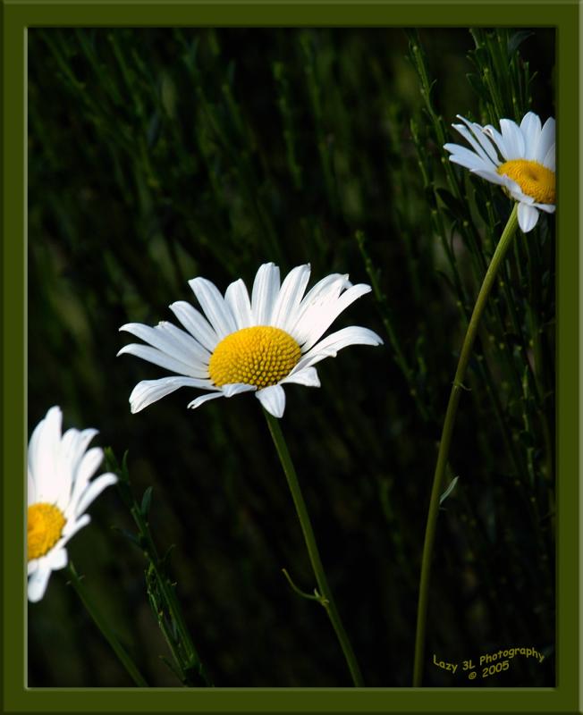 Daisy<br>August 16