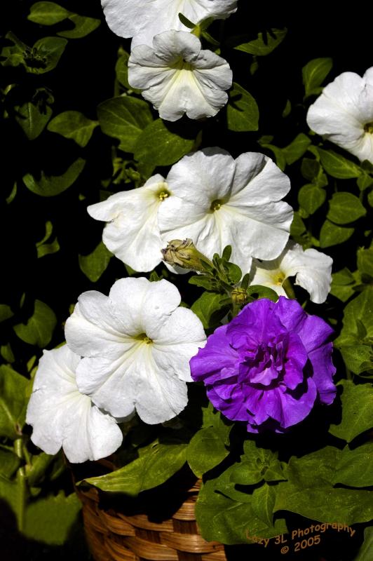 Petunias<br>August 19