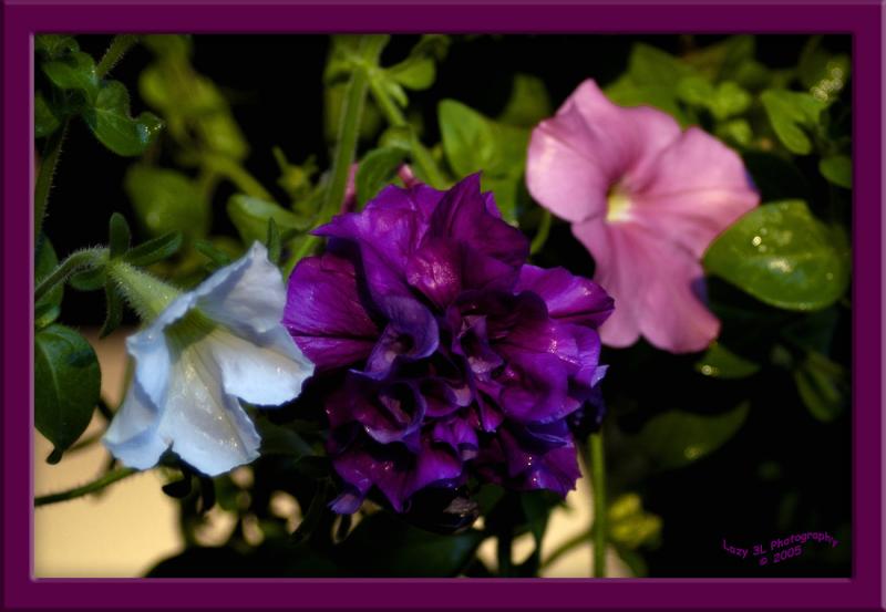More Petunias<br>August 22