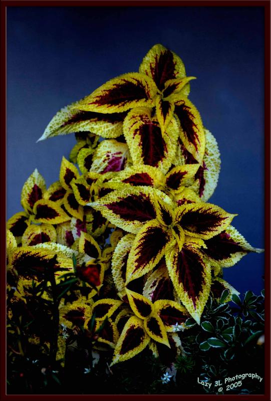 Coleus<br>August 26