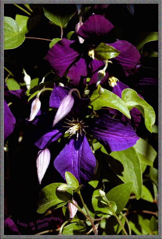 Clematis