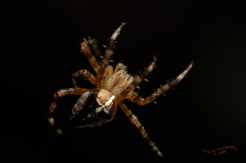 Busy Spider 3