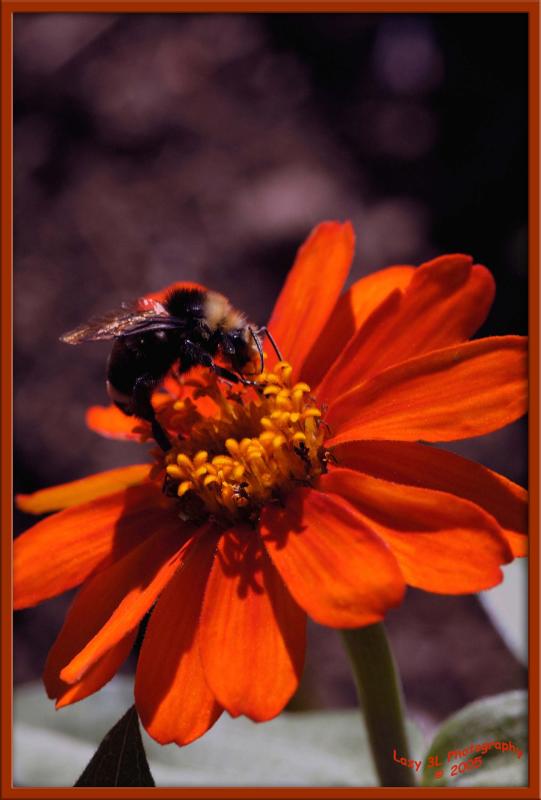 Bee on the Zinnia<br>September 3