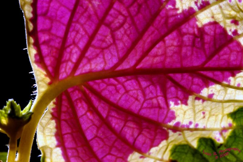 Coleus Leaf<br>September 4