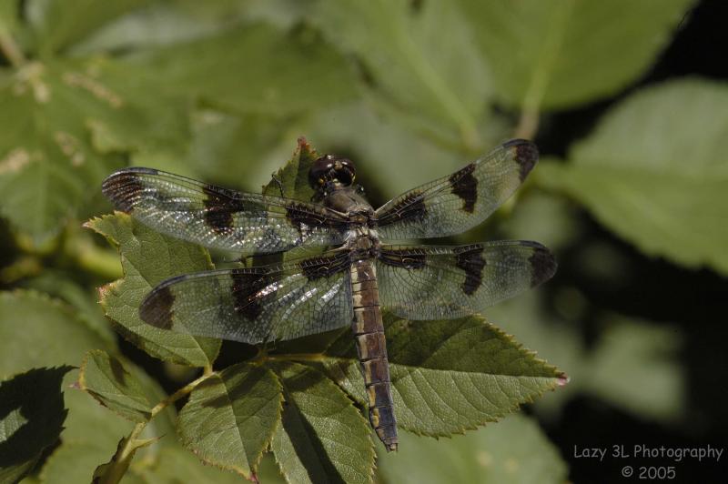Dragonfly<br>September 6