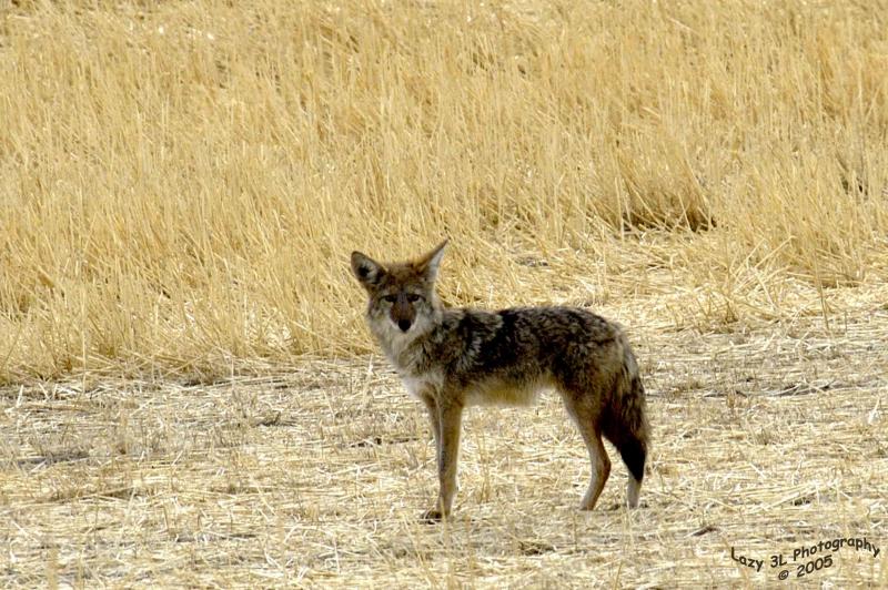 Coyote<br>September 11