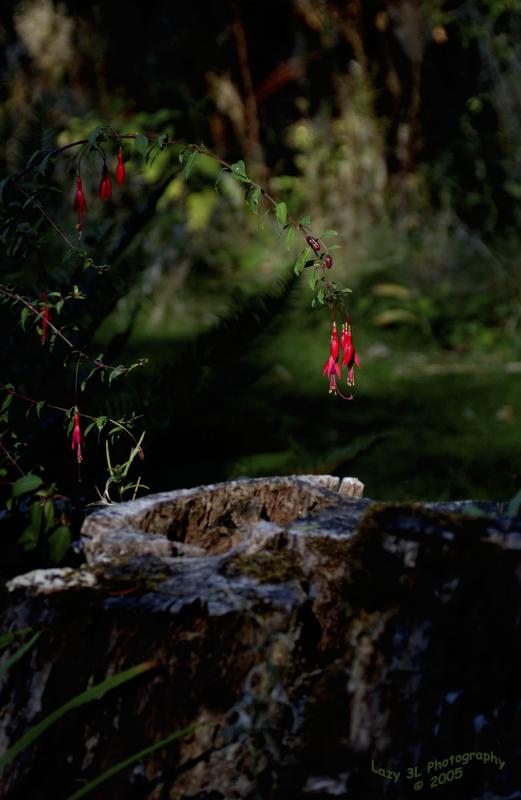 Wild Fuschia<br>September 17
