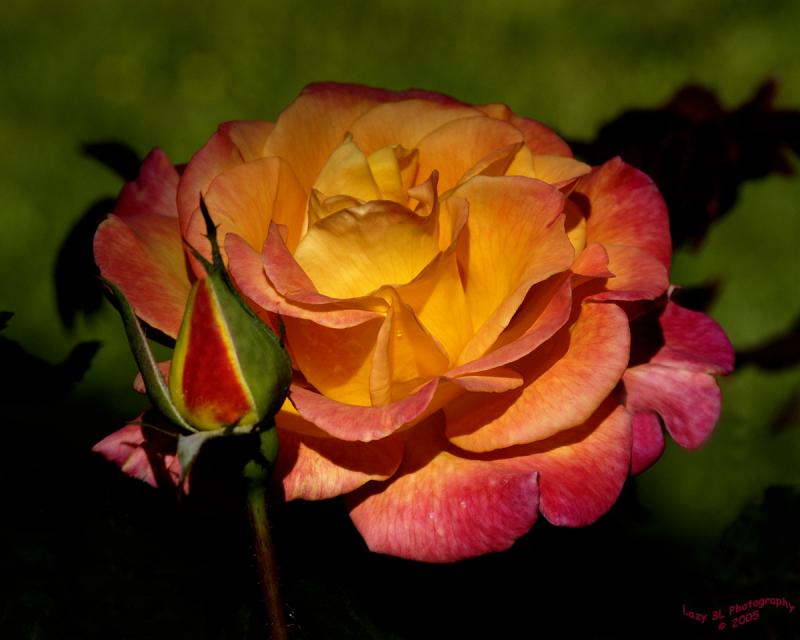 Sunlit Rose