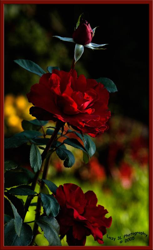 Red Roses<br>September 28