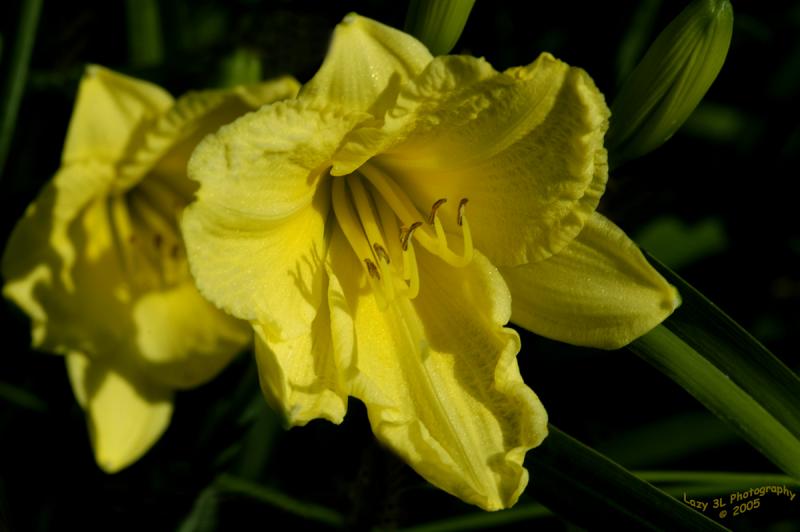 Lily<br>October 2