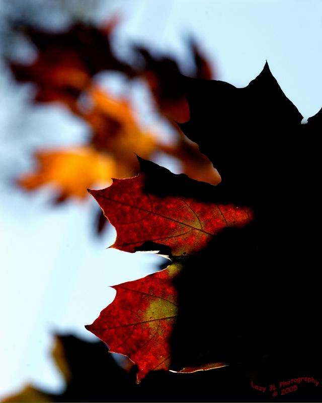 Fall Colors<br>October 22