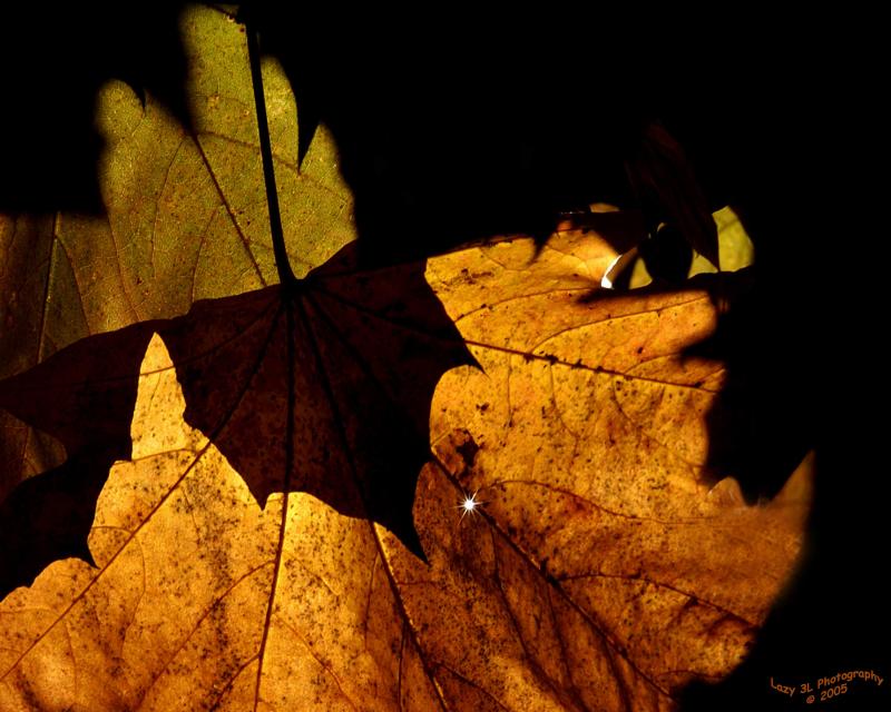 Autumn Sunburst