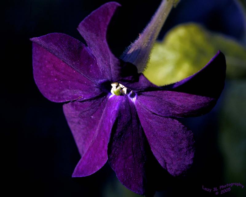 Nicotiana<br>October 24