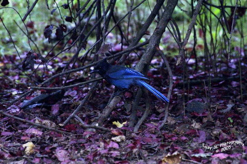 Blue Jay<br>October 25