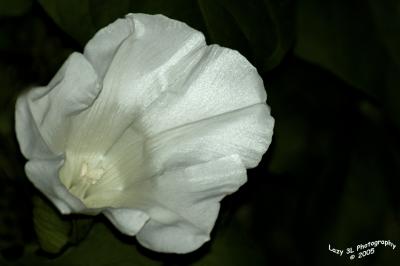 Morning GloryJune 3