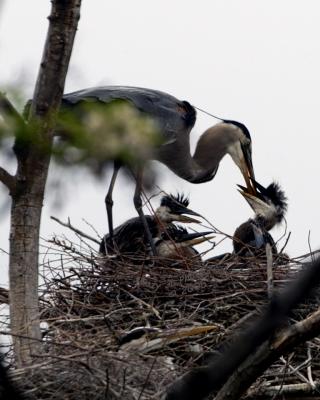 Nesting Blue Herons 