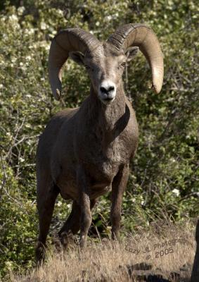 Bighorn RamJune 5
