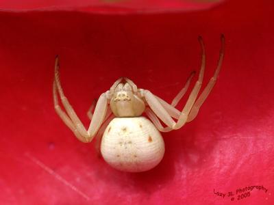 White Crab Spider