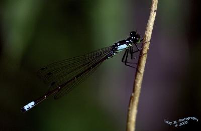 Dragonfly