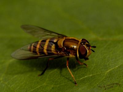 Hoverfly