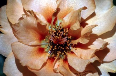 Peach Moss RoseJune 25