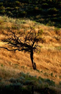 Lone Tree SunsetJune 30