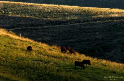 Evening GrazingJuly 2