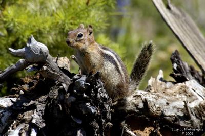 Squirrels and Chipmonks