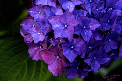 Hydrangea