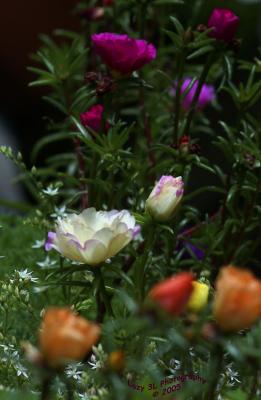 Moss RosesJuly 10