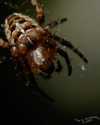 Red Garden Spider
