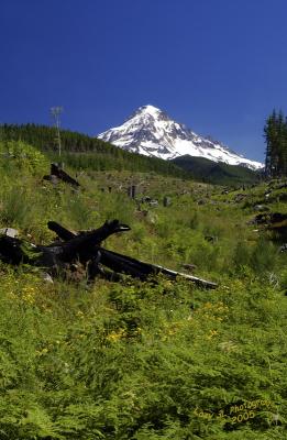 Mt. Hood #2July 17