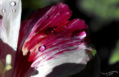 Sunlit DropletsJuly 19