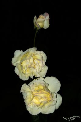 Roses after dark