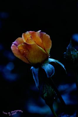 Twilight Rose