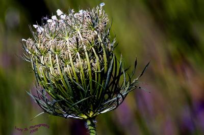 Queen Anne's Lace