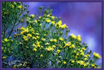 Weed....or Wildflower?August 17