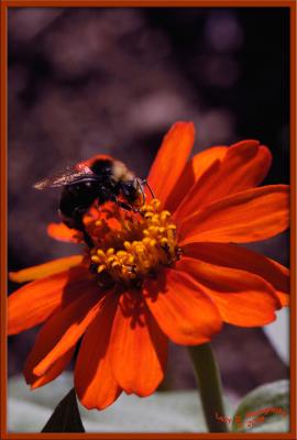 Bee on the ZinniaSeptember 3