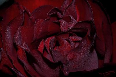 Frosted Red Rose