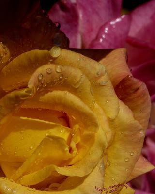 Roses and RaindropsOctober 3
